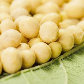 th_soybeans-cropped
